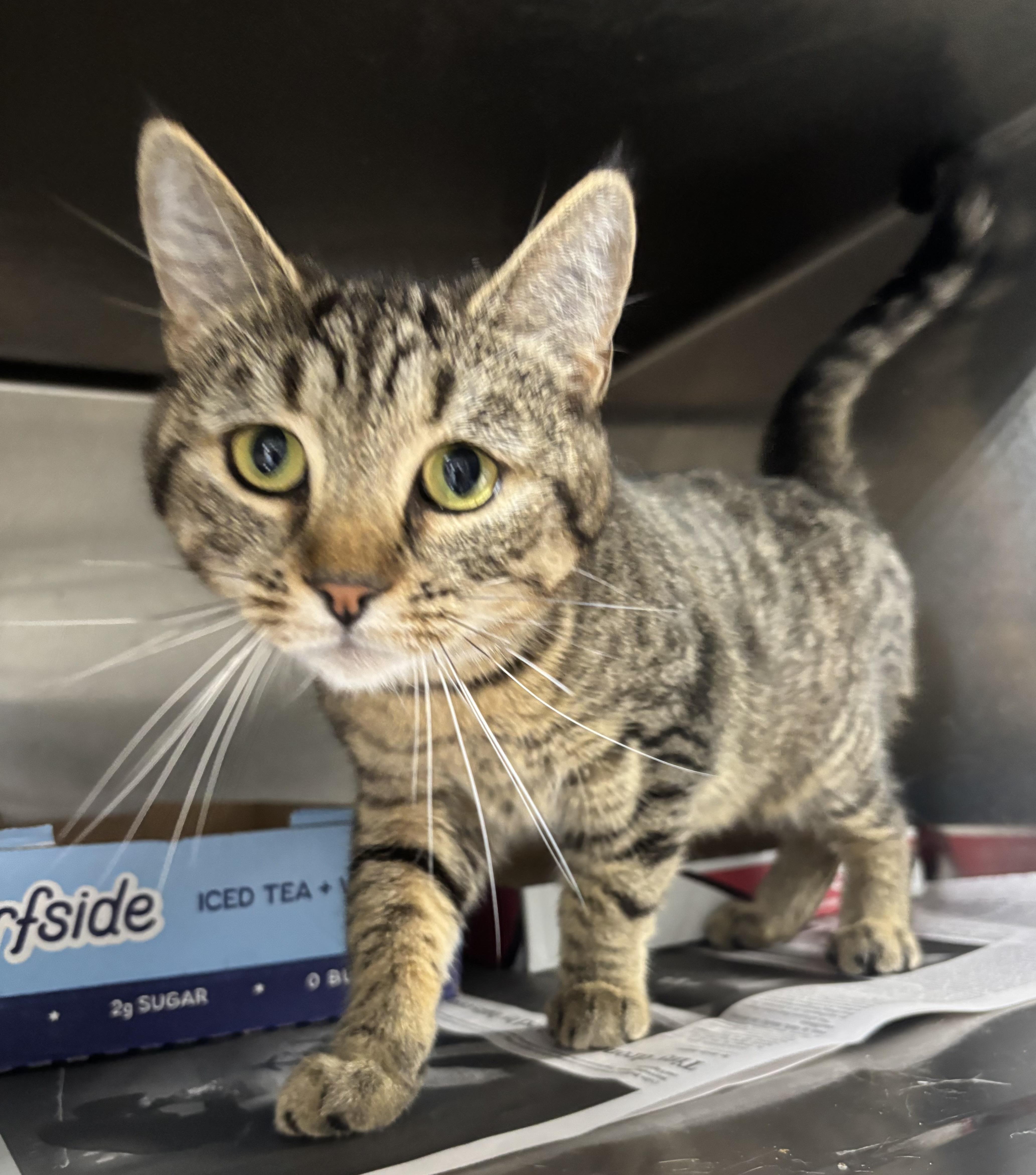 Enlarge Kerri, a Adoptable Domestic Short Hair in North Haven, CT image 2/2