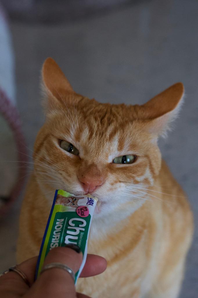 Nigel, Adoptable, Adult Male Domestic Short Hair.