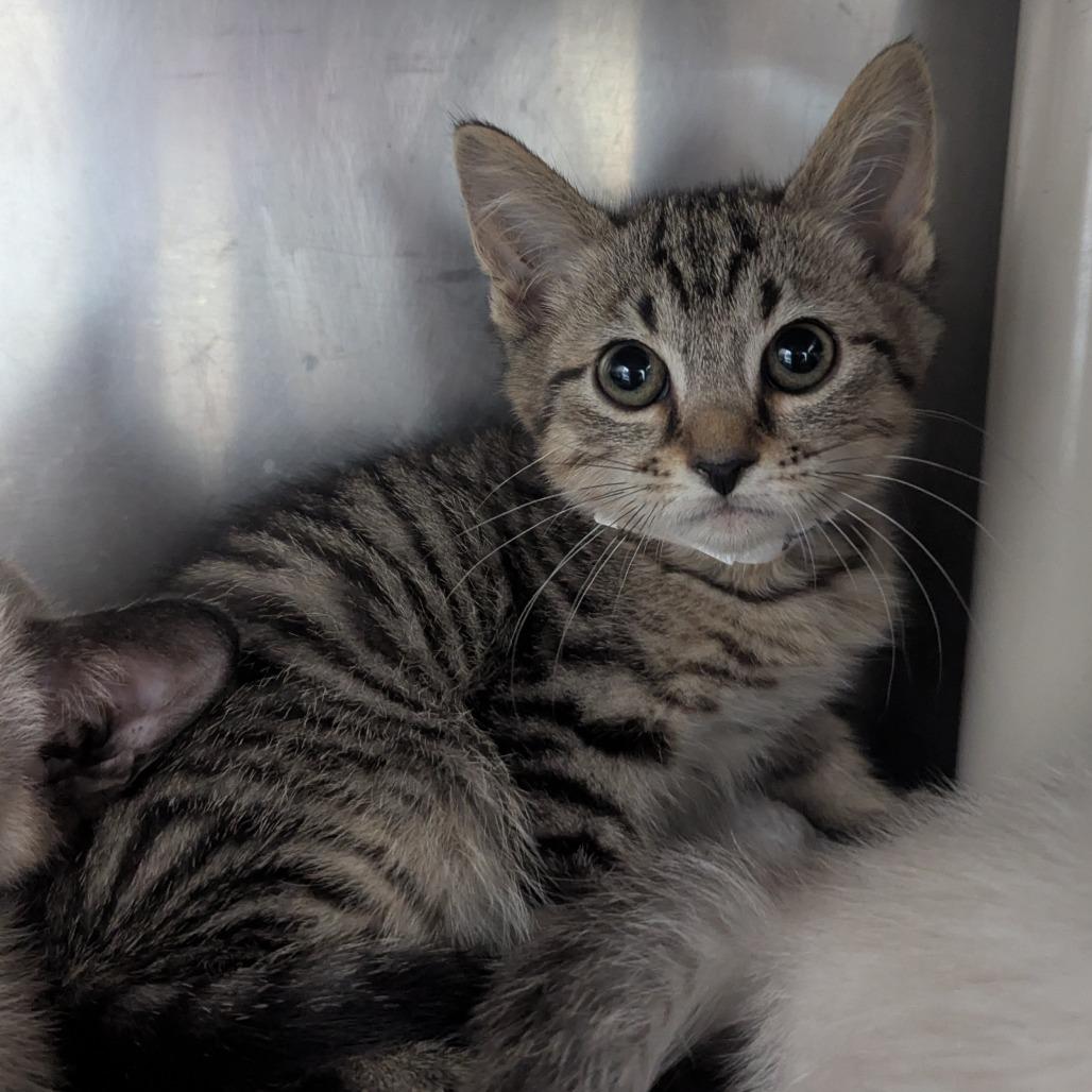Petronas, Adoptable, Kitten Male Domestic Short Hair.