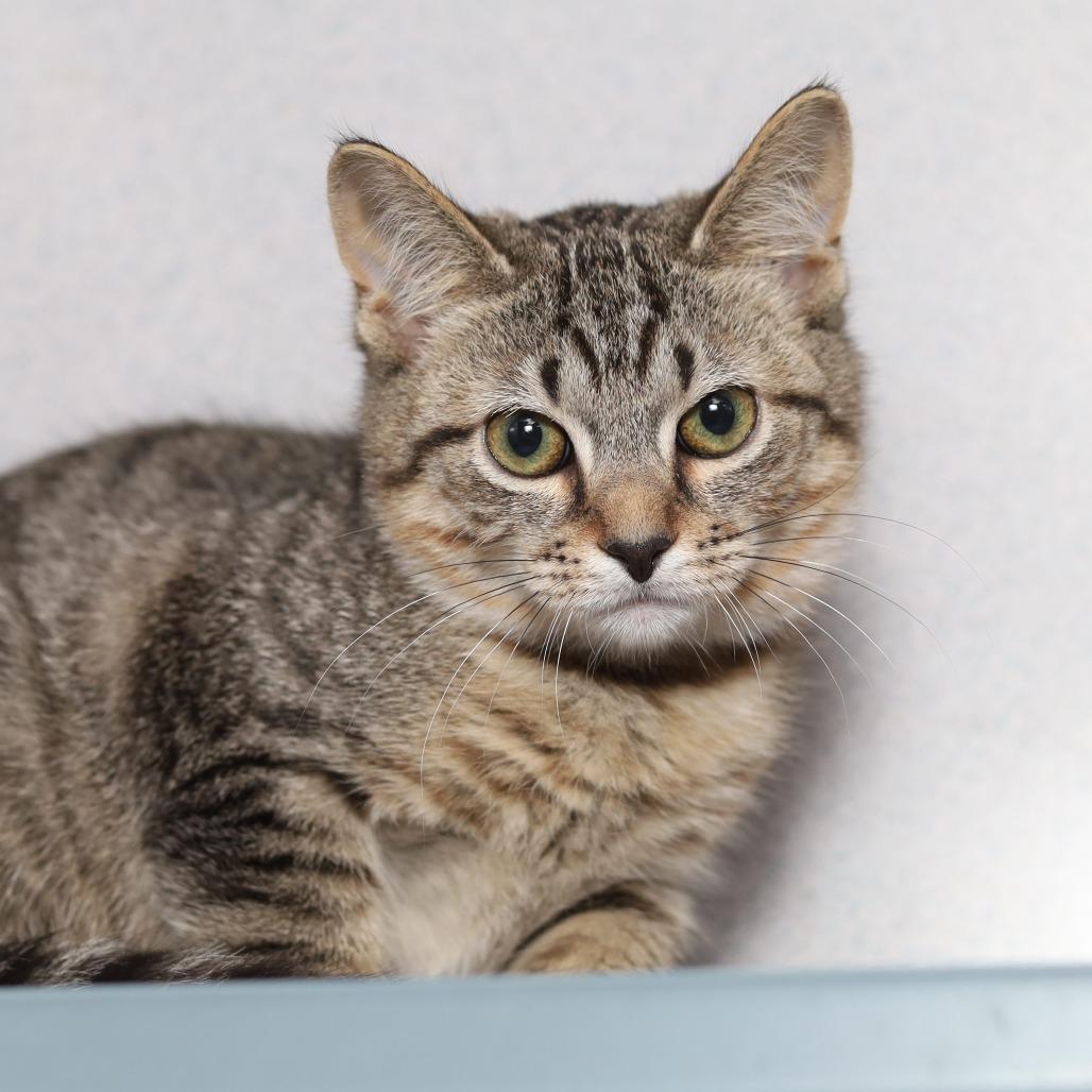 Enlarge Petronas, a Adoptable Domestic Short Hair in Evansville, IN image 2/3