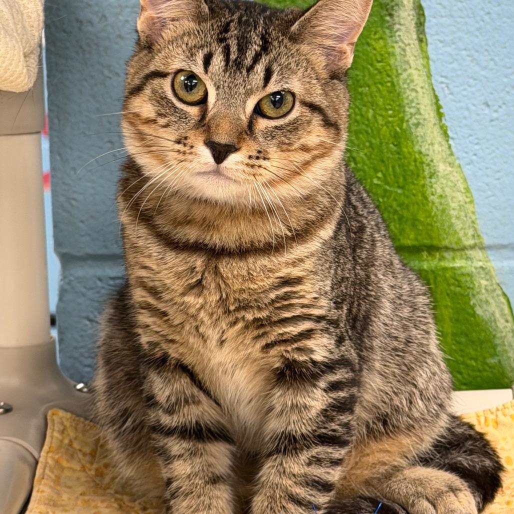 Enlarge Petronas, a Adoptable Domestic Short Hair in Evansville, IN image 3/3