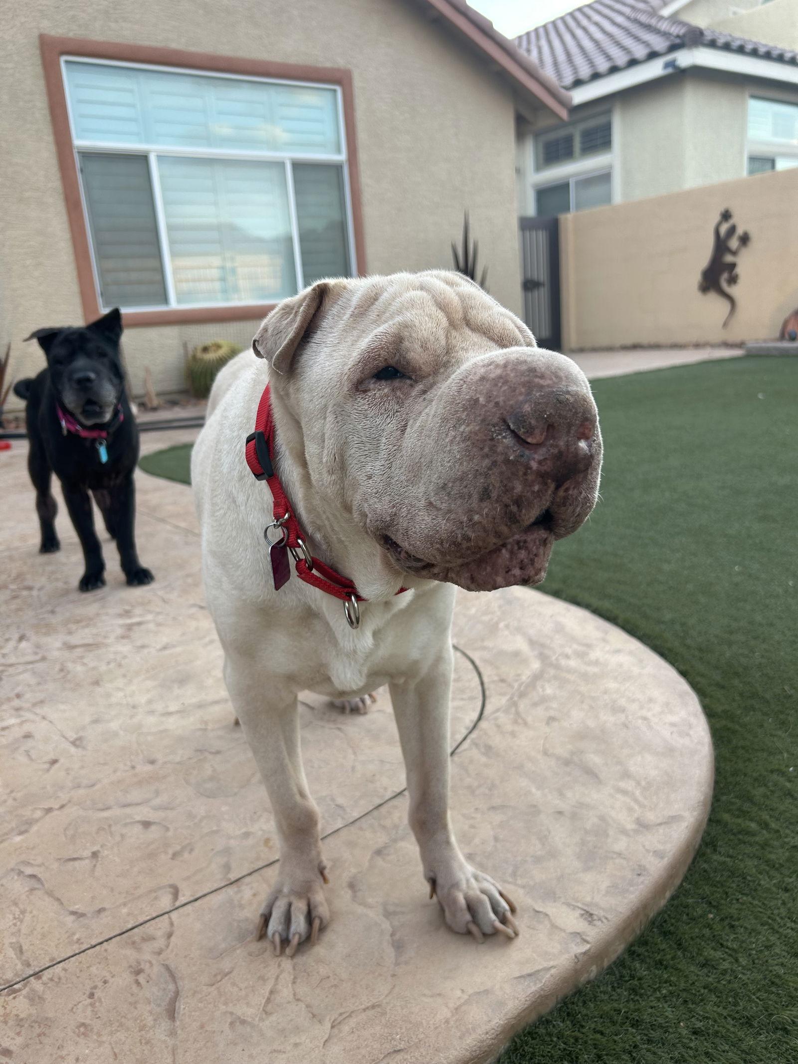 Enlarge Baron, a Adoptable Shar-Pei in Las Vegas, NV image 1/3