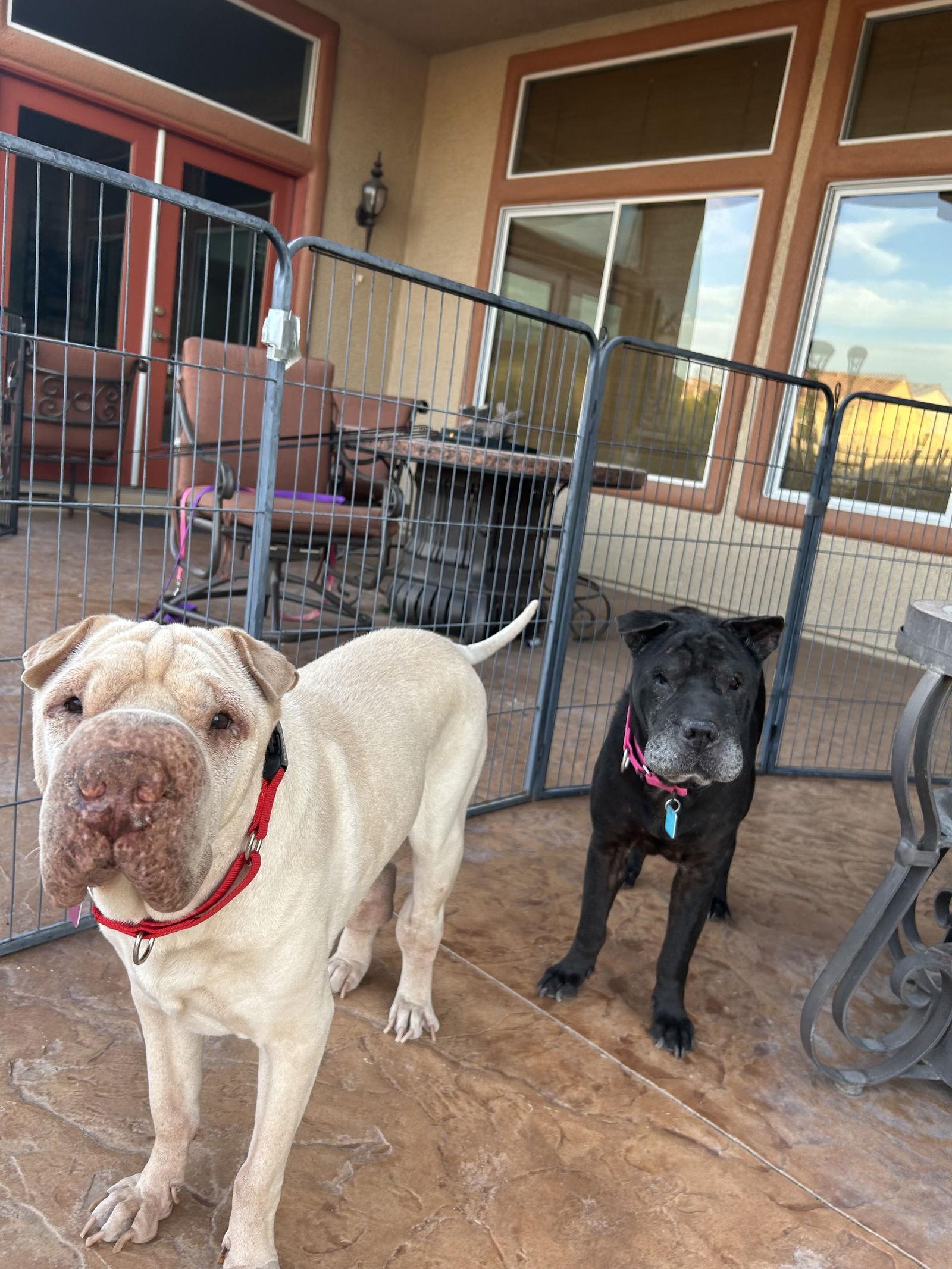 Enlarge Baron, a Adoptable Shar-Pei in Las Vegas, NV image 3/3