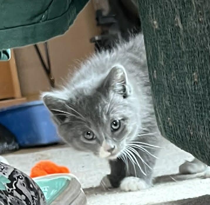 Enlarge Elynn, a Adoptable Domestic Medium Hair in Minneapolis, MN image 2/3