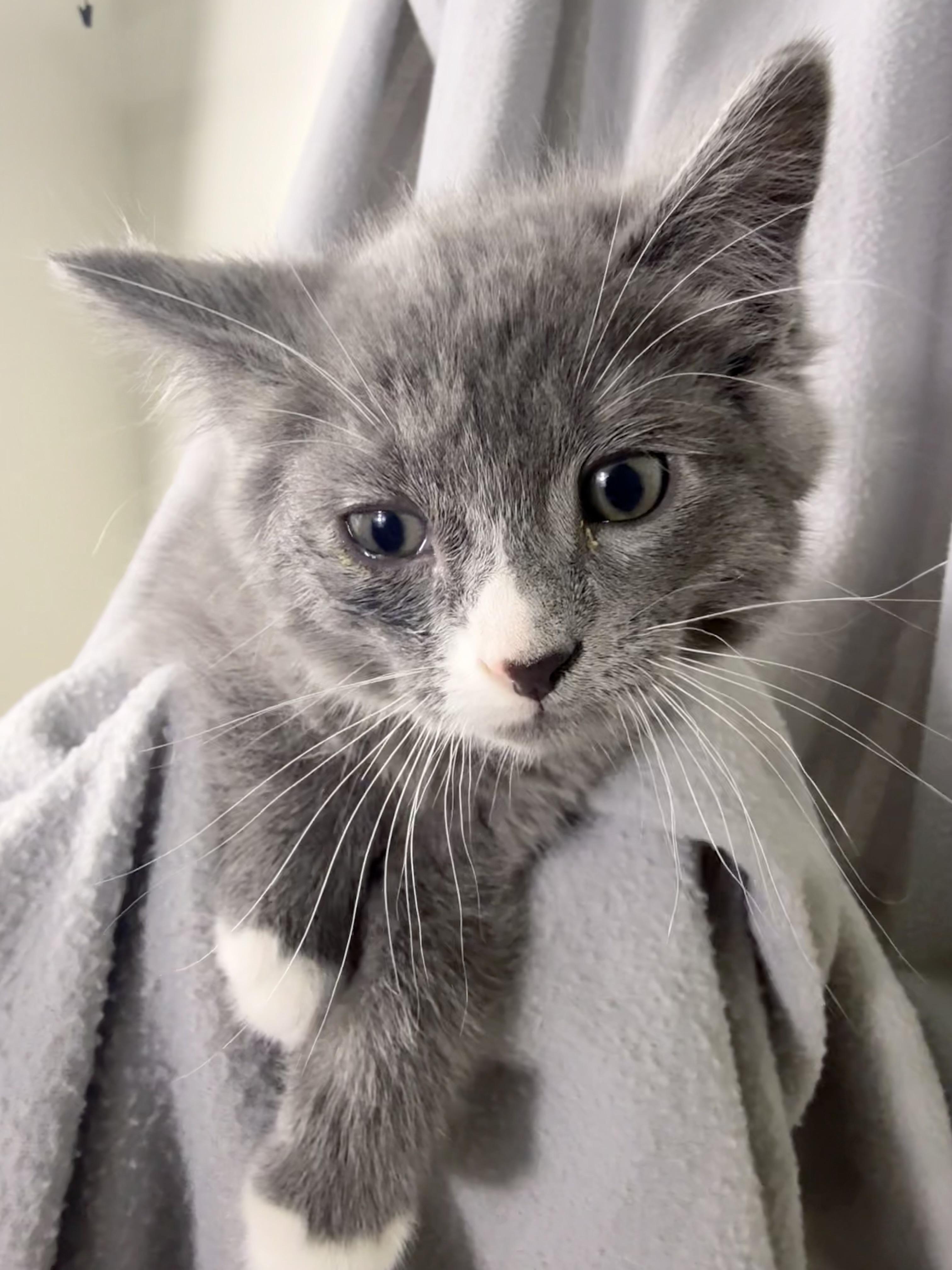 Enlarge Elynn, a Adoptable Domestic Medium Hair in Minneapolis, MN image 3/3