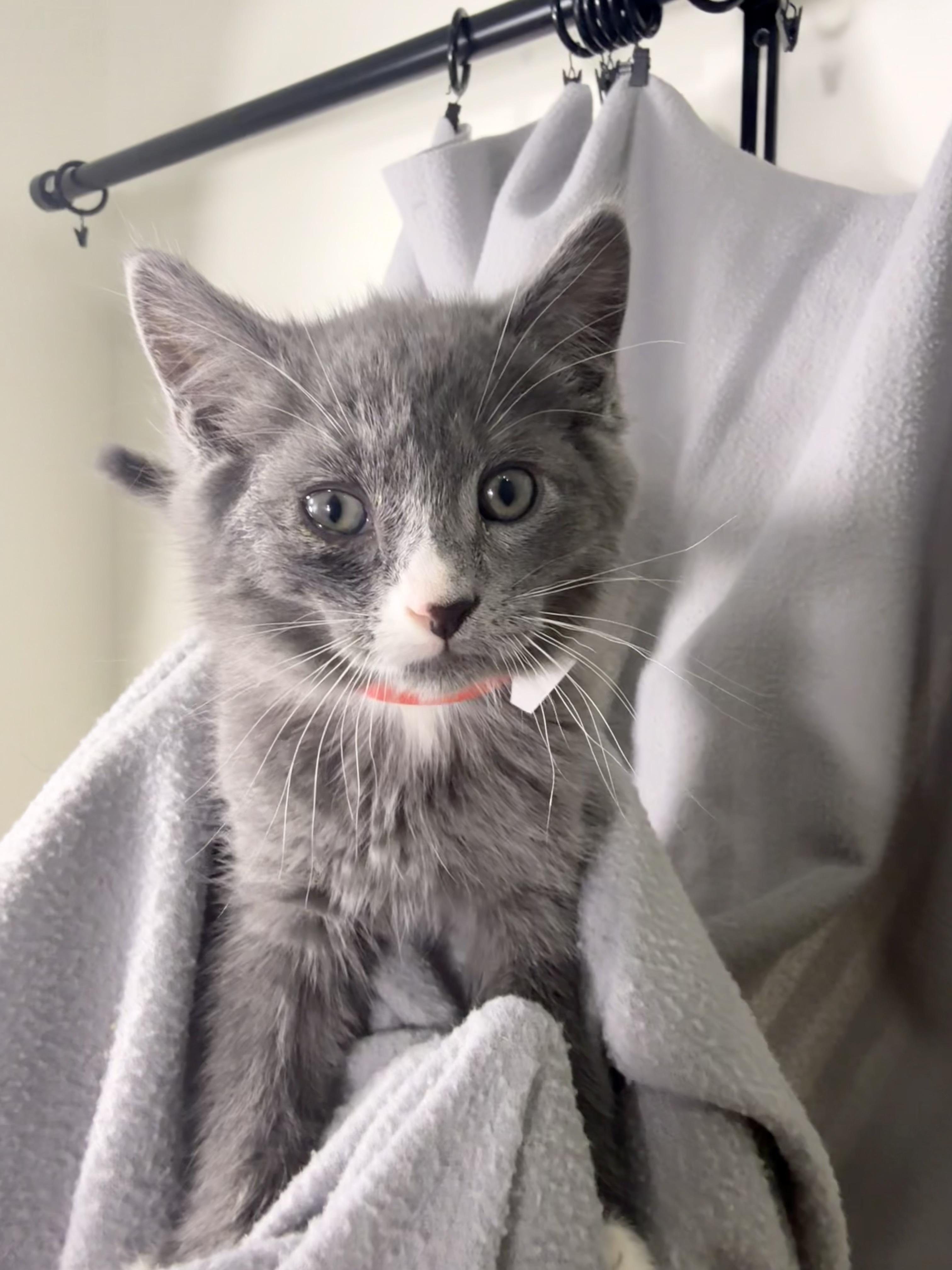 Enlarge Elynn, a Adoptable Domestic Medium Hair in Minneapolis, MN image 1/3