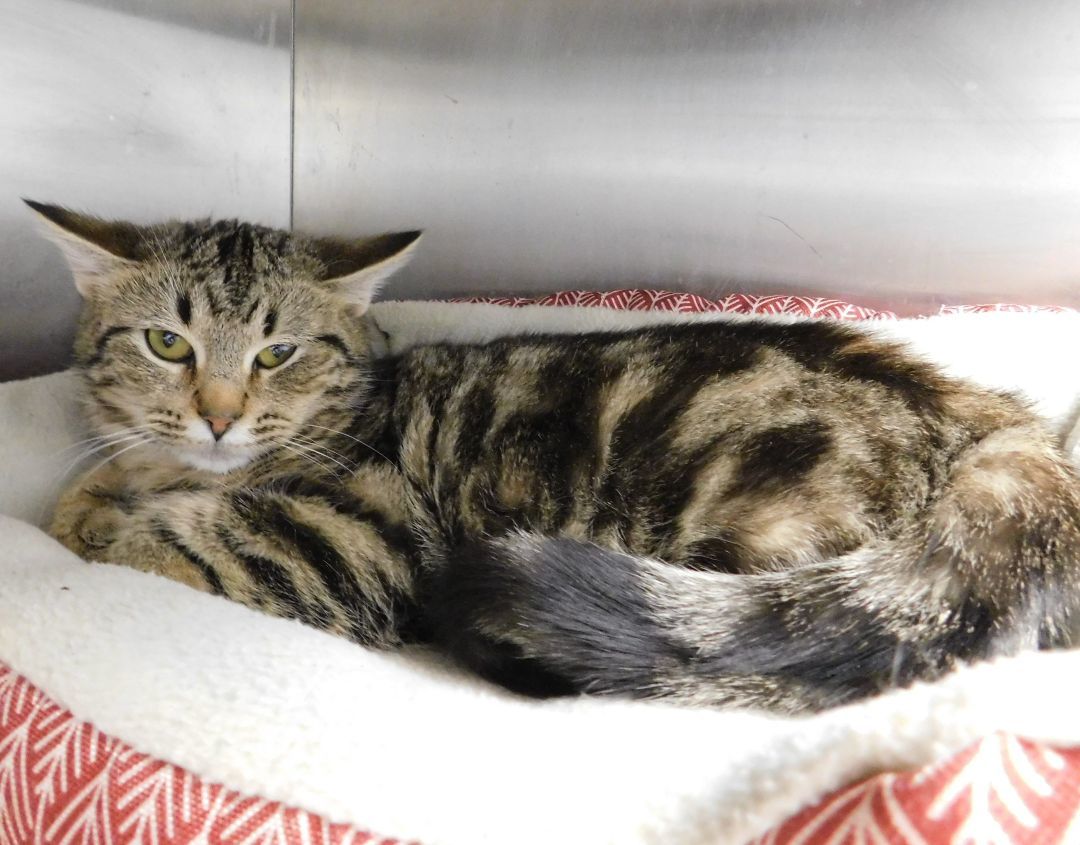Echo-Barn Cat, an adopted Tabby in Siloam Springs, AR_image-1