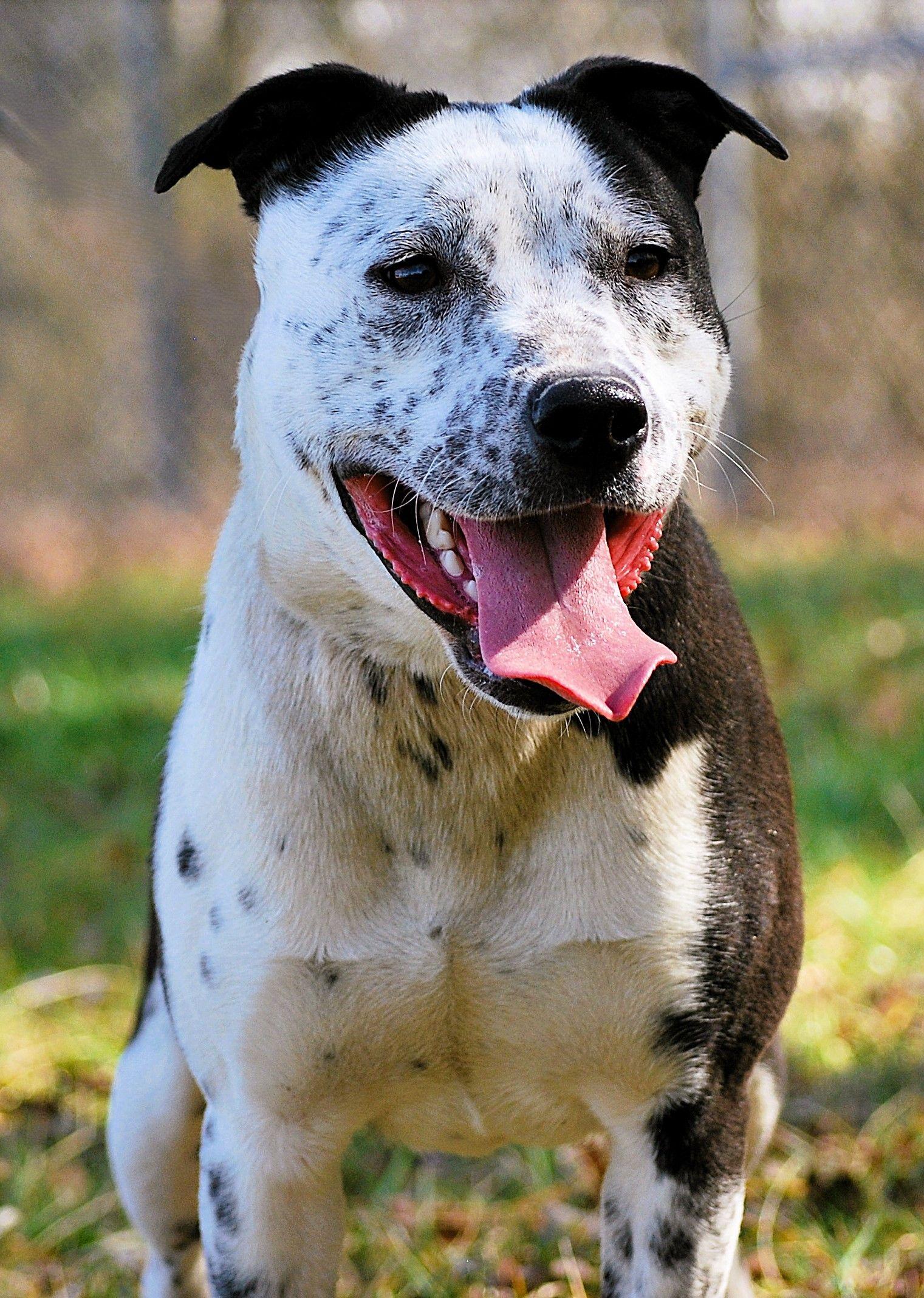 Enlarge Nitro, an adopted mixed breed in manchester, TN image 4/4