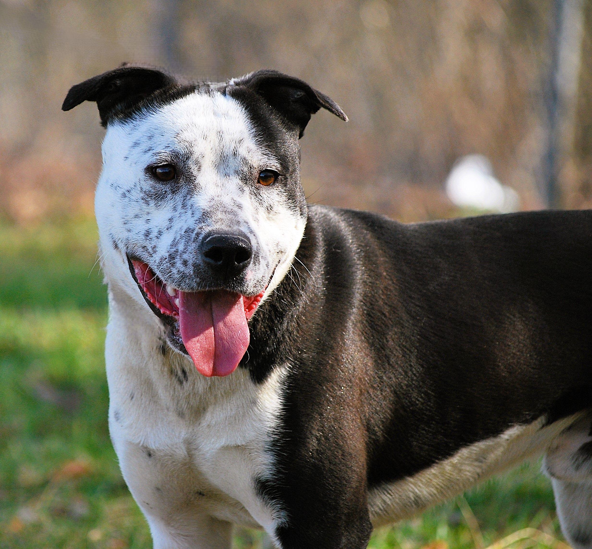 Enlarge Nitro, an adopted mixed breed in manchester, TN image 1/4