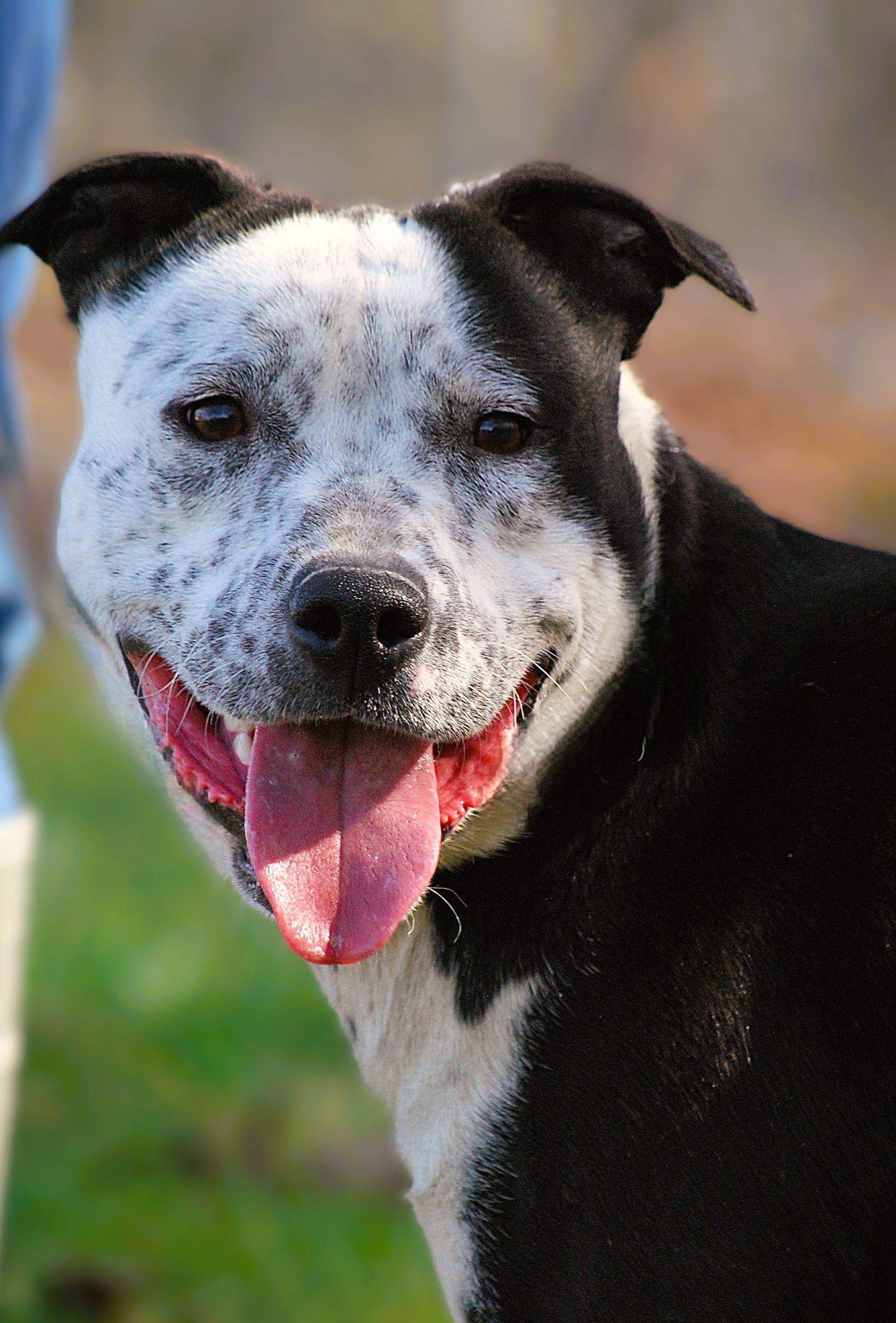Enlarge Nitro, an adopted mixed breed in manchester, TN image 2/4
