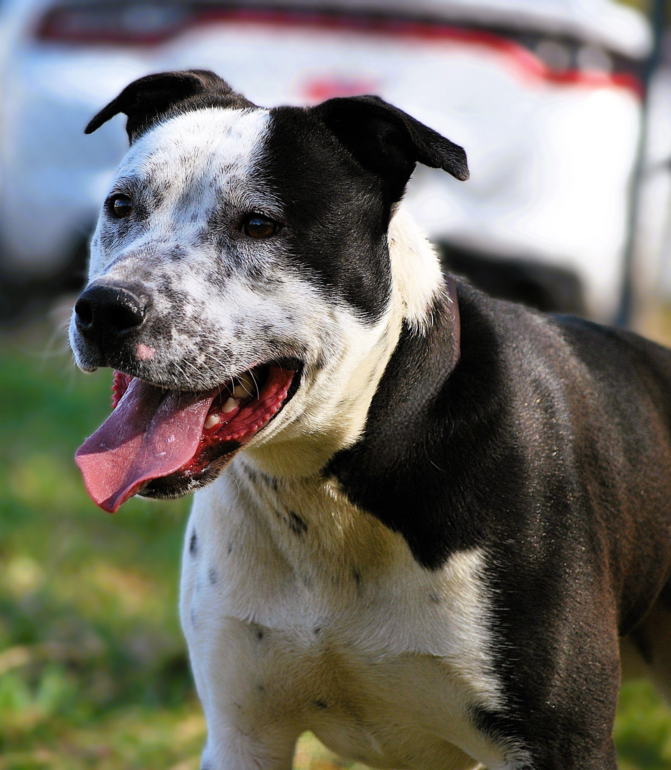 Enlarge Nitro, an adopted mixed breed in manchester, TN image 3/4