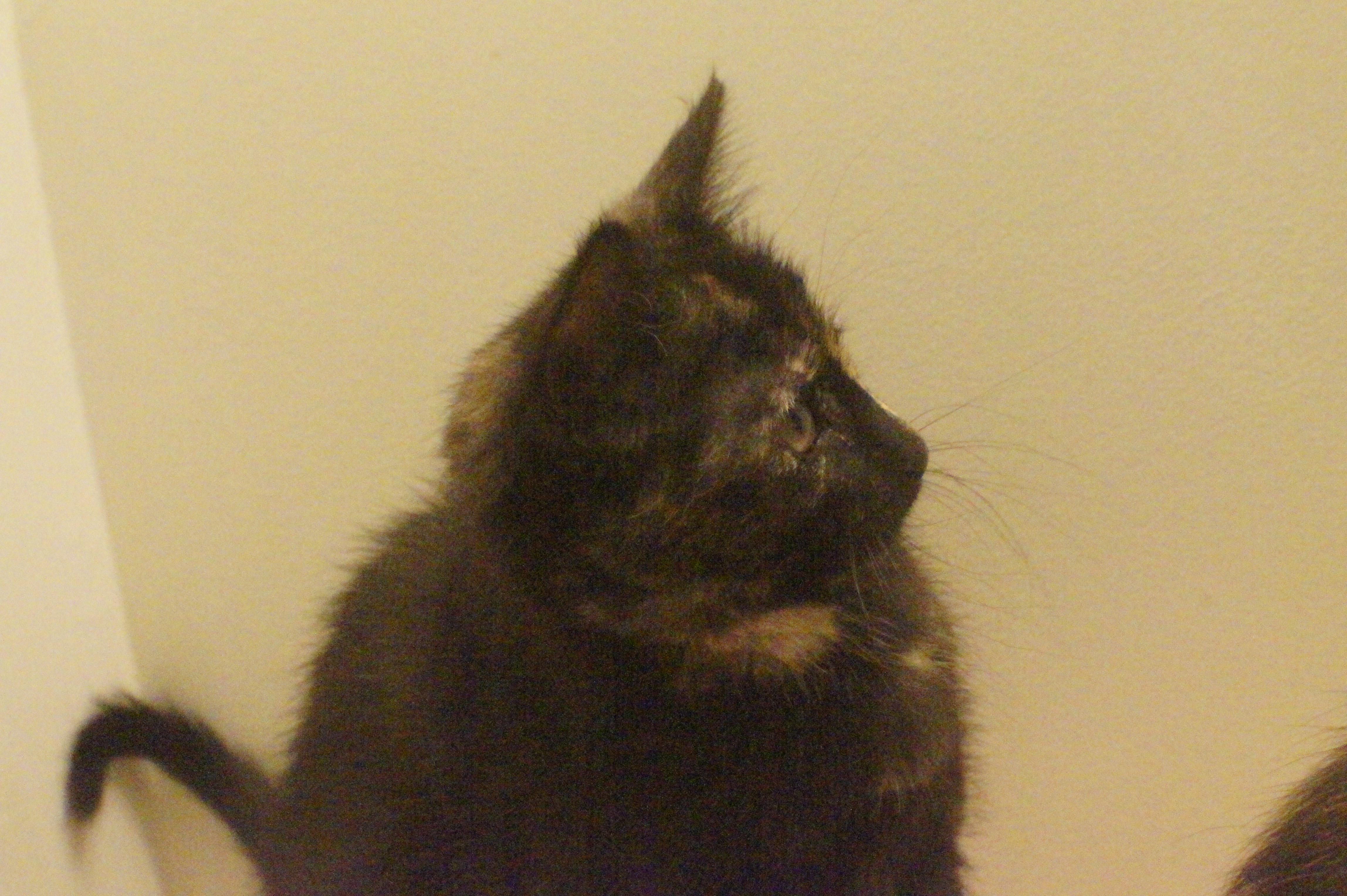 Katie