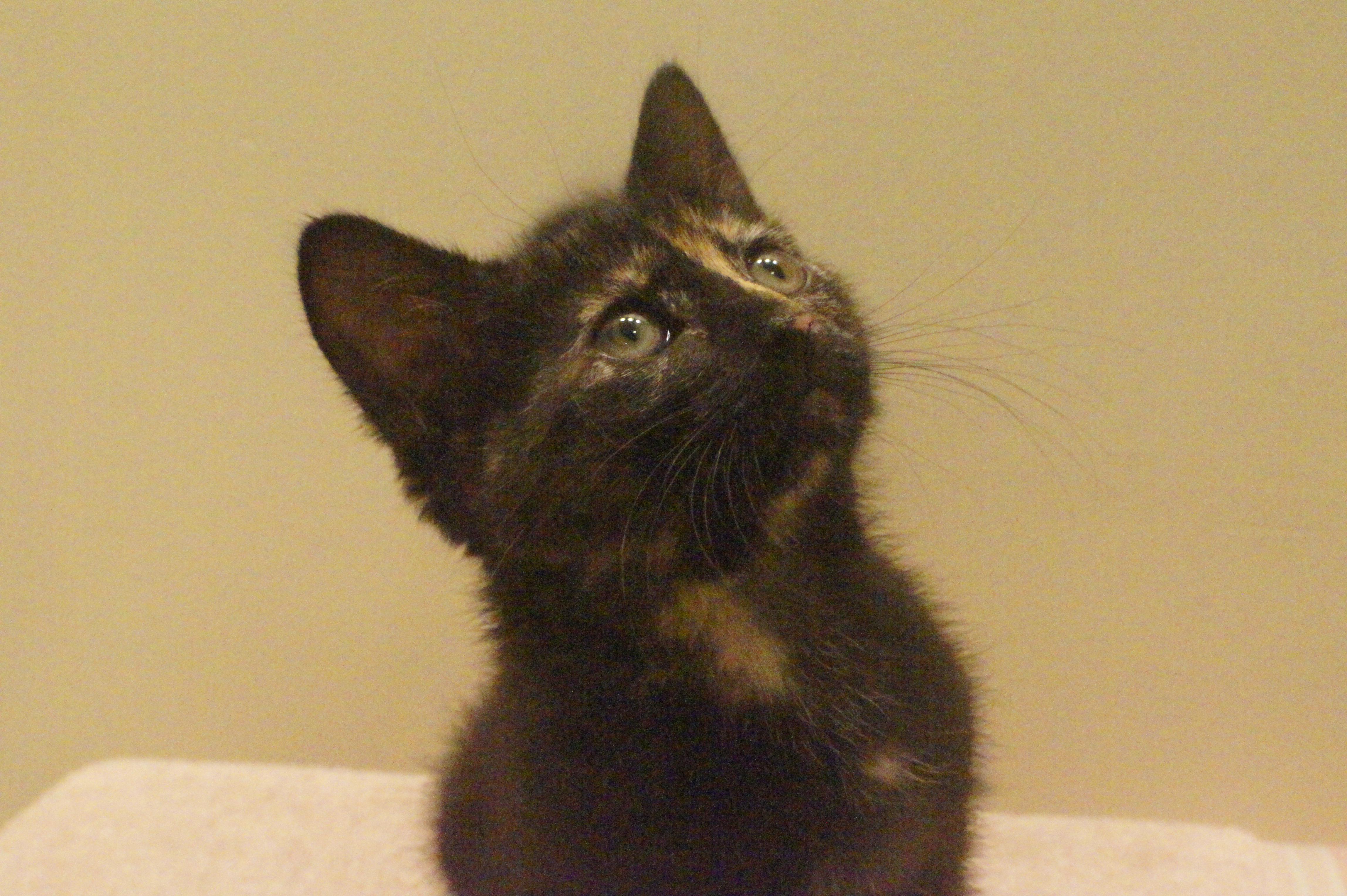 Katie