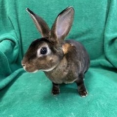Enlarge Hayley, a Adoptable Mini Rex in Haltom City, TX image 3/3