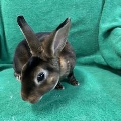 Enlarge Hayley, a Adoptable Mini Rex in Haltom City, TX image 2/3