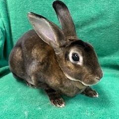 Hayley, Adoptable, Adult Female Mini Rex.