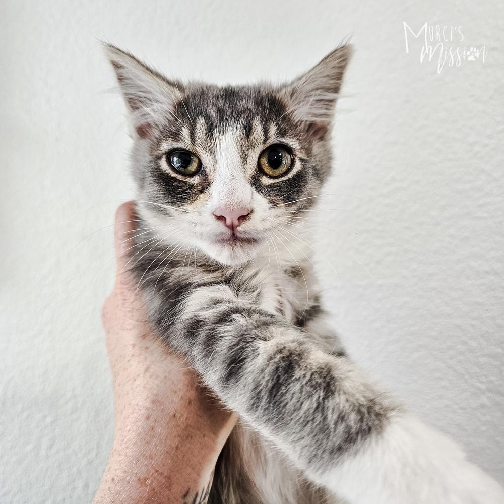 Virgil, Adoptable, Kitten Male Domestic Medium Hair.