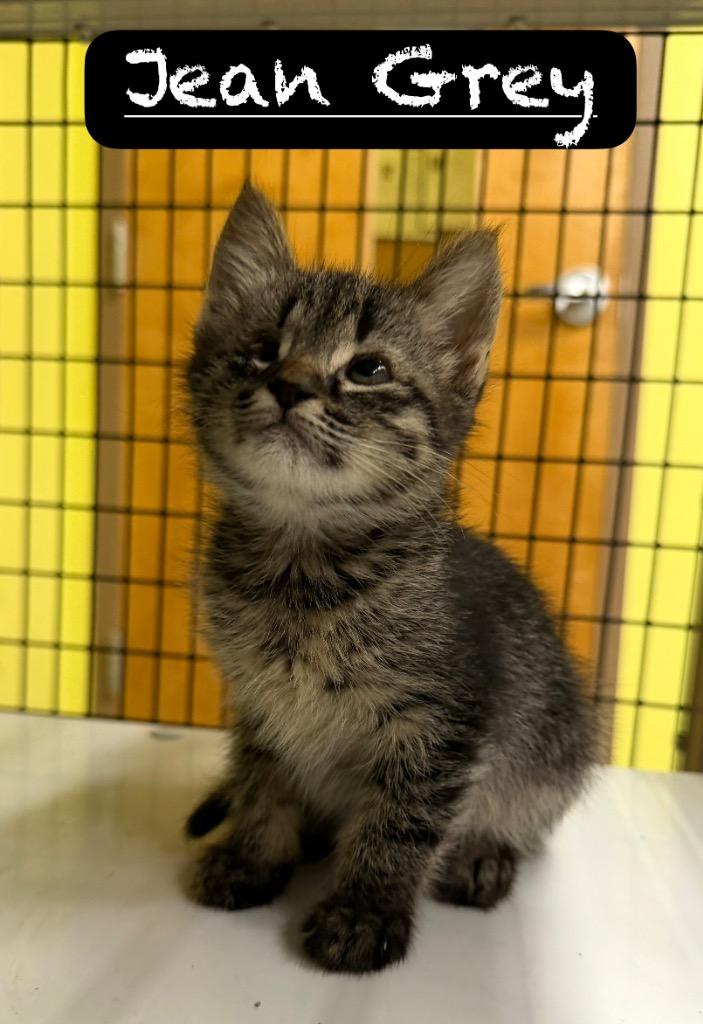 Jean Grey, a Adoptable mixed breed in Maumelle, AR image 1/4