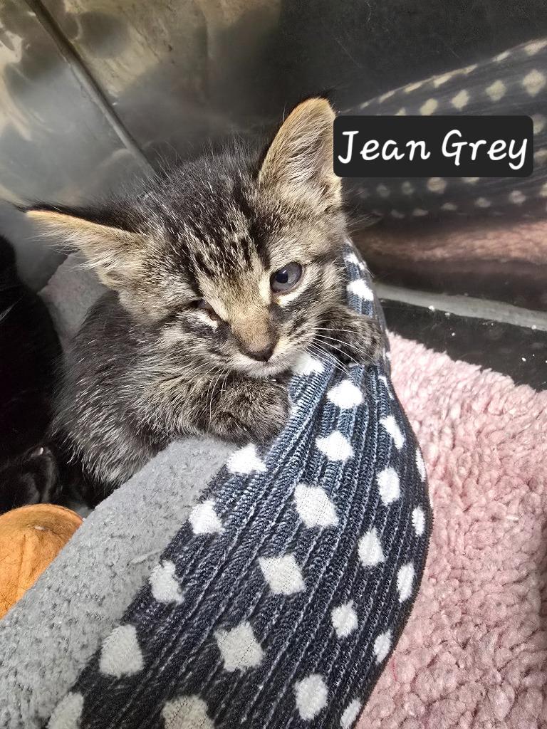 Jean Grey, a Adoptable mixed breed in Maumelle, AR image 2/4