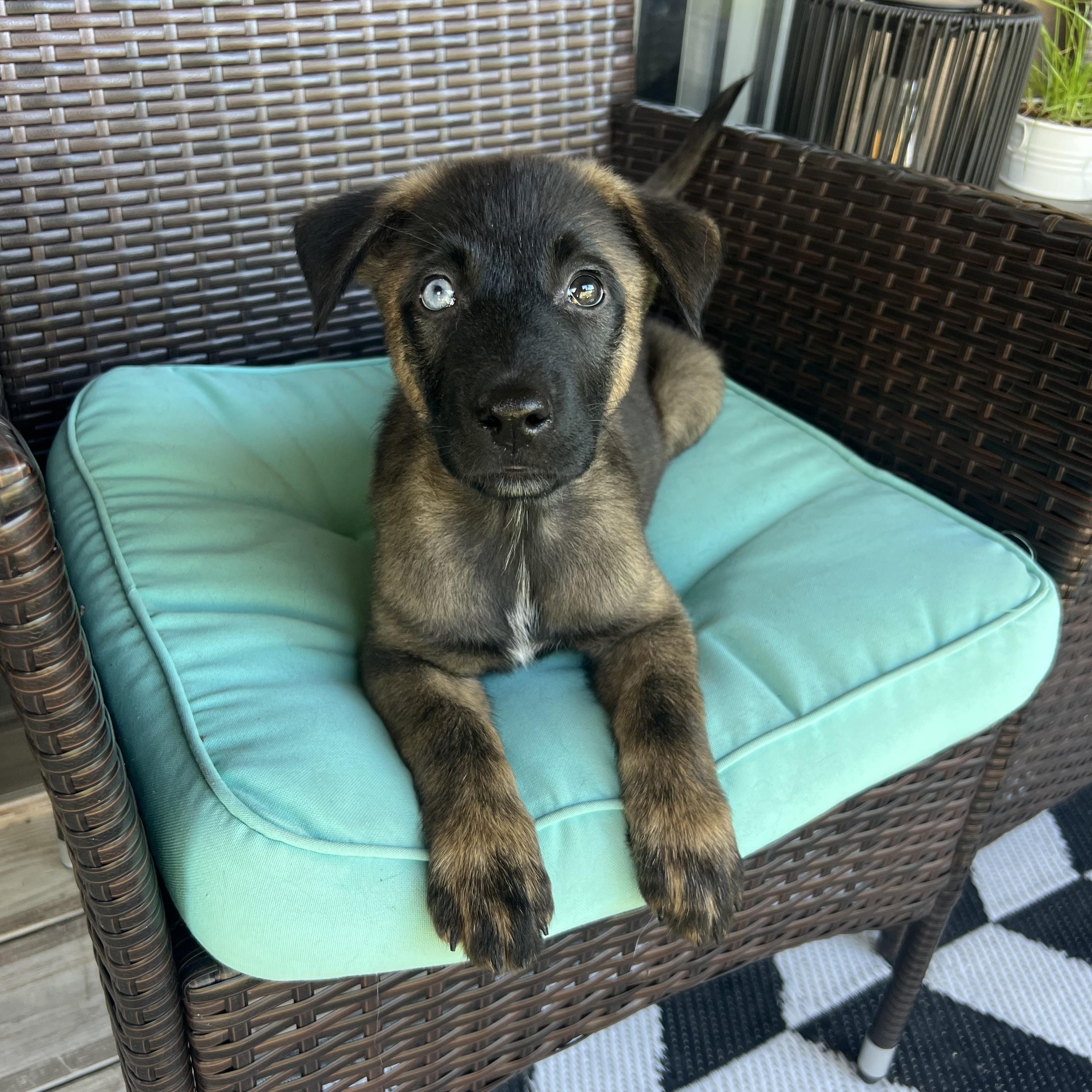 Luke, adopted, Young Male Australian Cattle Dog / Blue Heeler.
