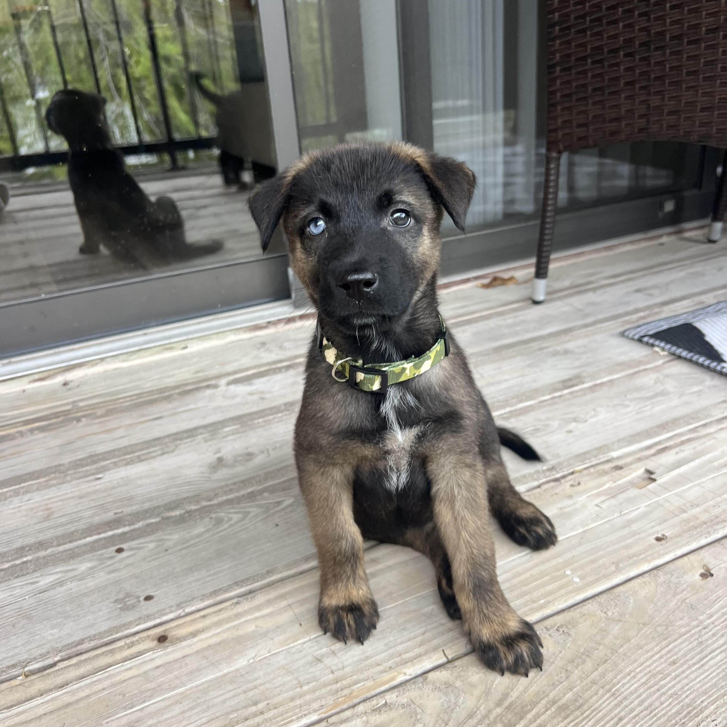 Enlarge Luke, an adopted mixed breed in Woodstock, ON image 4/5