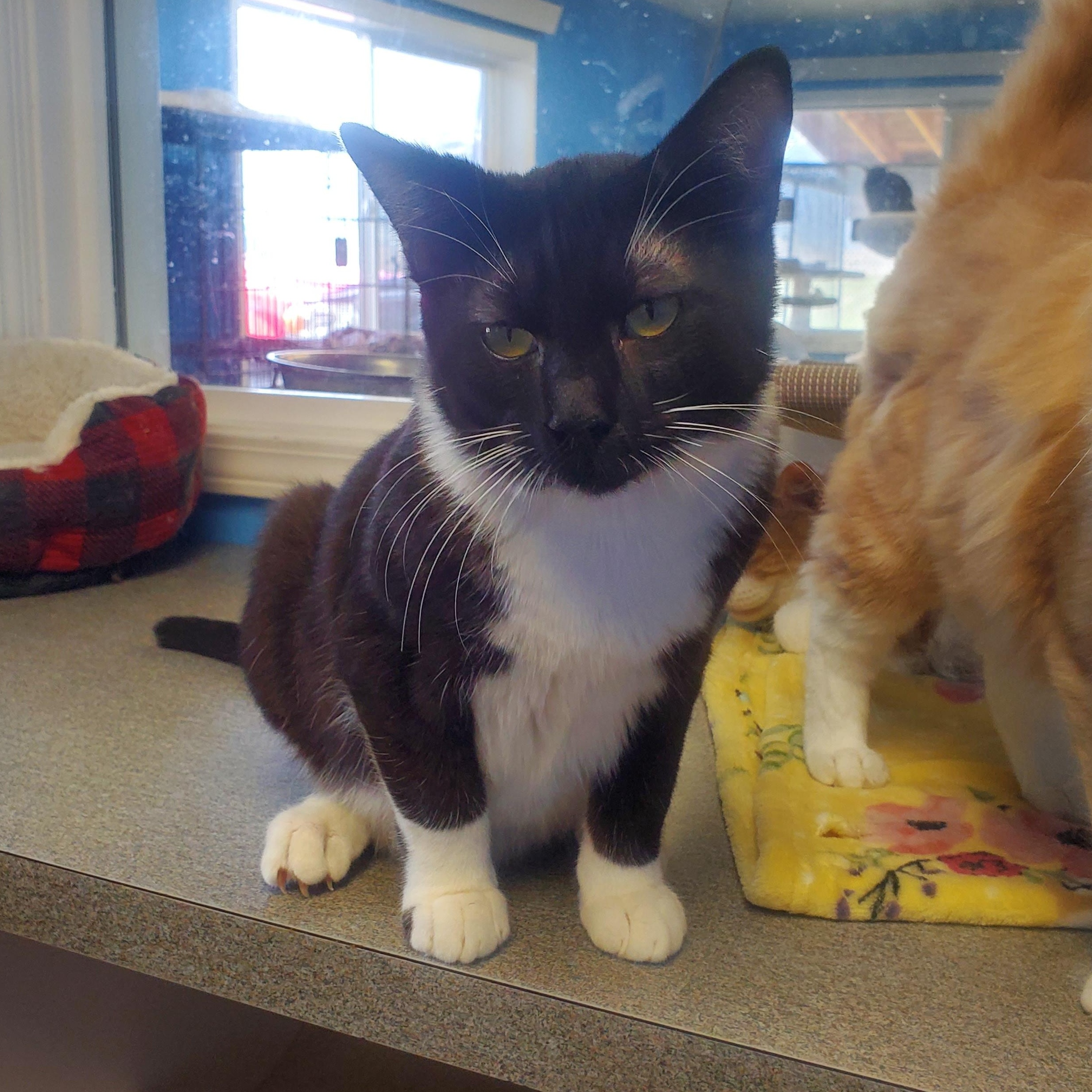 Enlarge Palanquin, a ADOPTABLE Domestic Short Hair in Polson, MT image 1/1