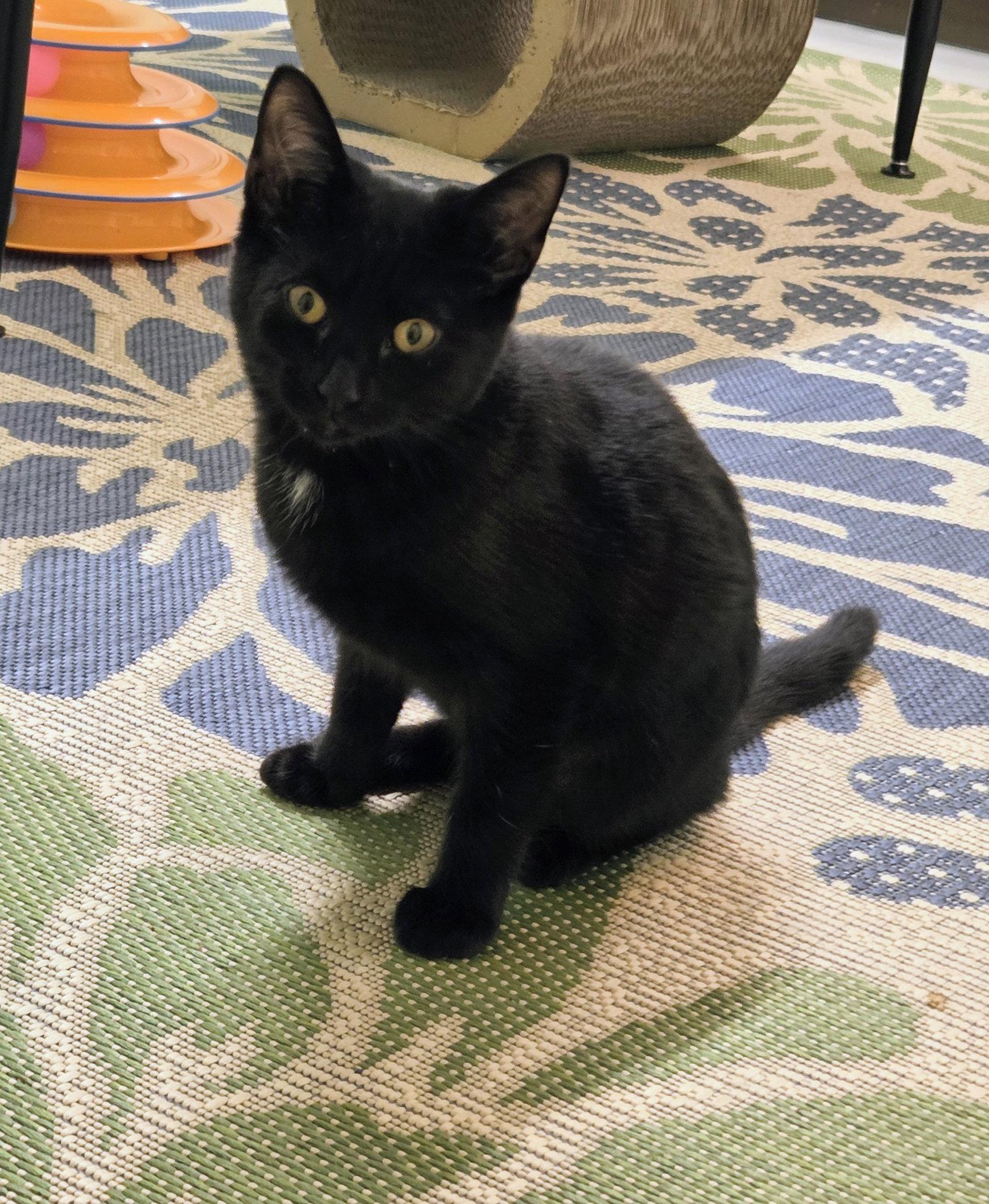 Ruby Kitten, Adoptable, Kitten Female Domestic Short Hair.