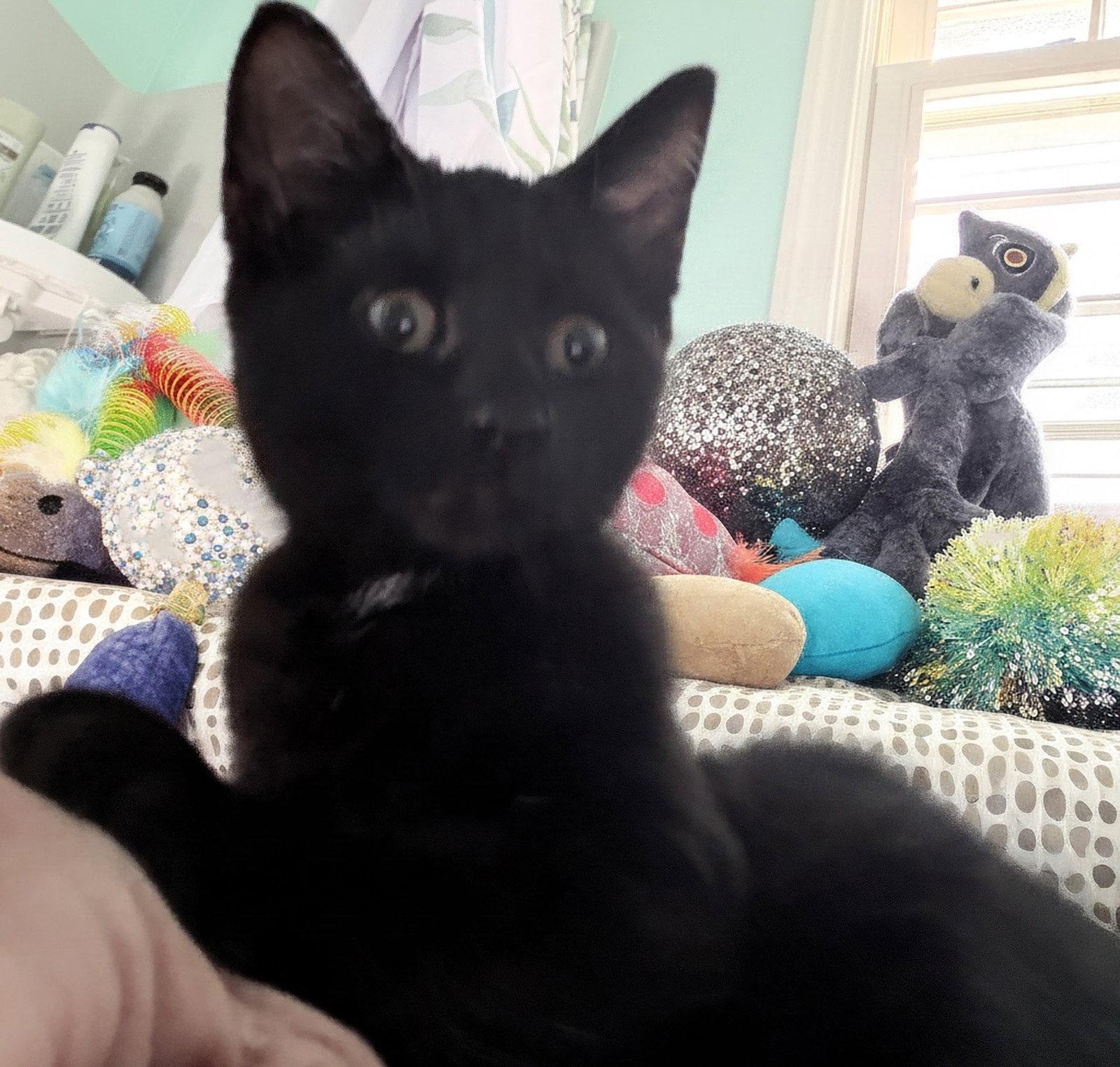 Ruby Kitten, a Adoptable Domestic Short Hair in Allentown, PA image 2/2