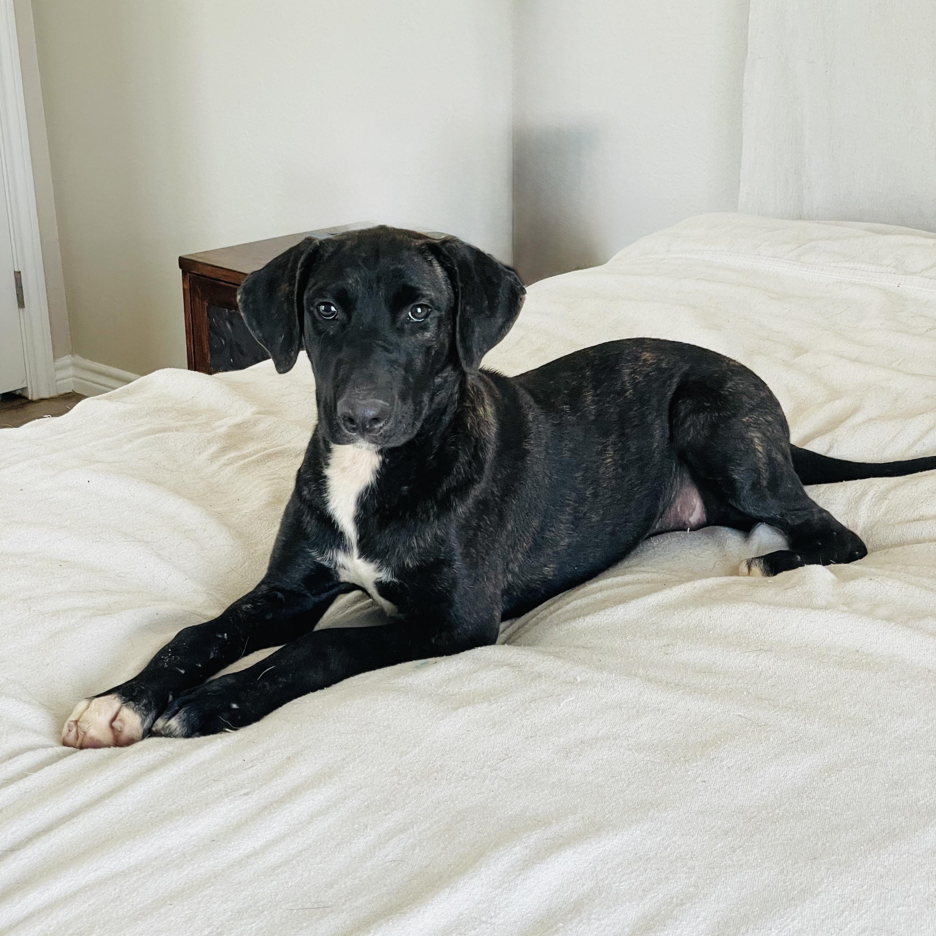 Enlarge Amazing Nyx, a Adoptable mixed breed in West Hartford , CT image 4/4