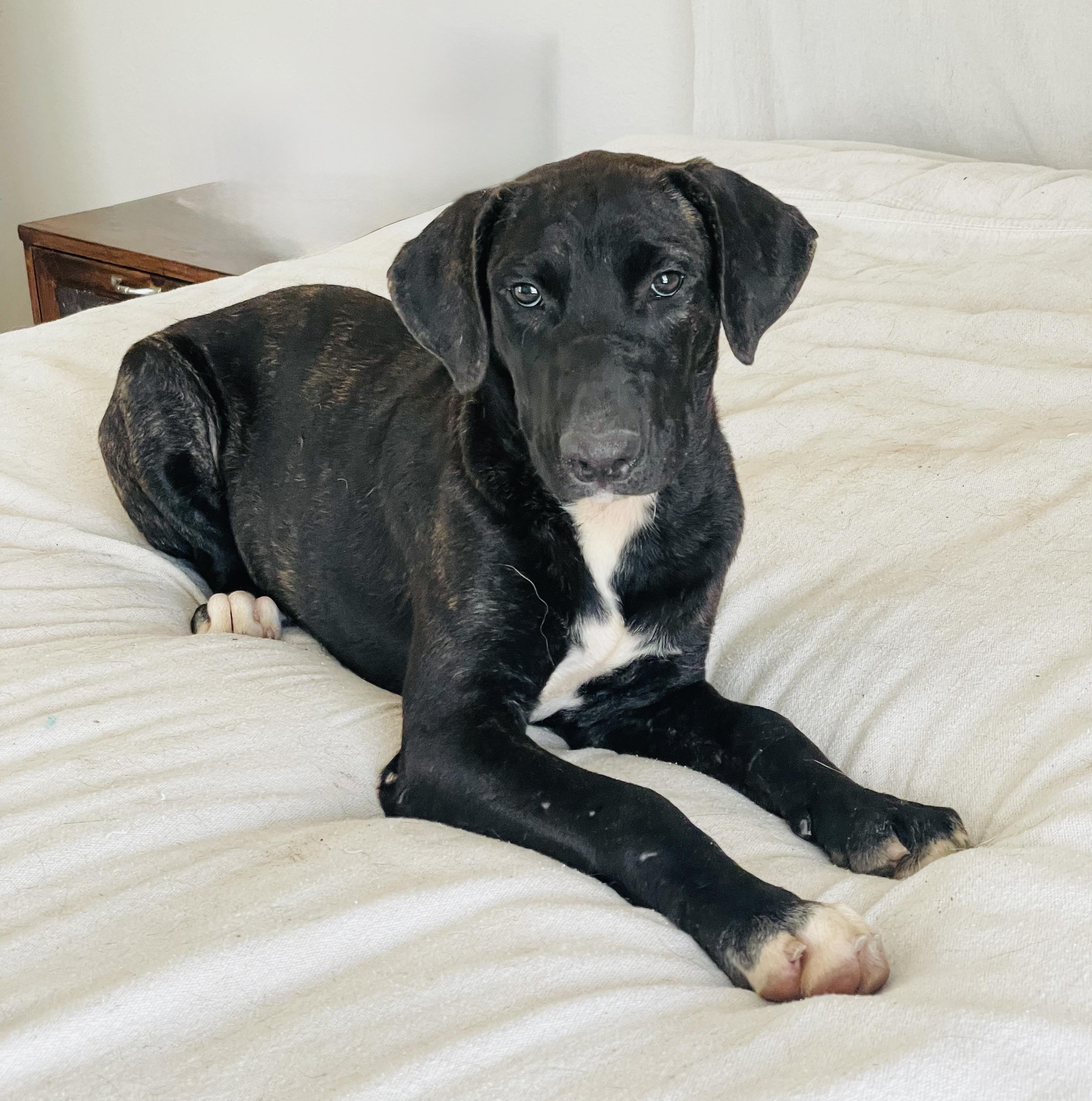 Enlarge Amazing Nyx, a Adoptable mixed breed in West Hartford , CT image 1/4