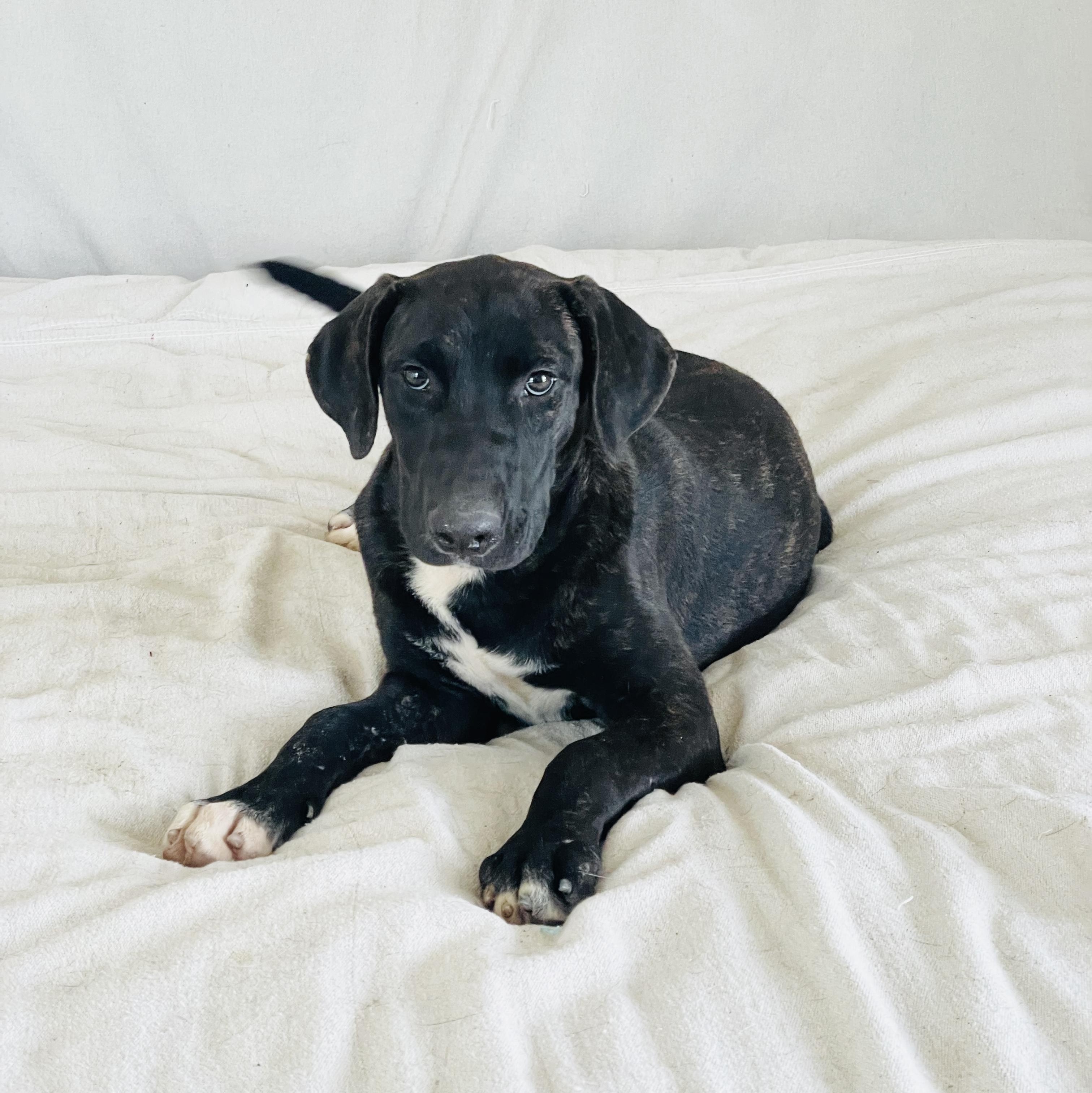 Enlarge Amazing Nyx, a Adoptable mixed breed in West Hartford , CT image 2/4