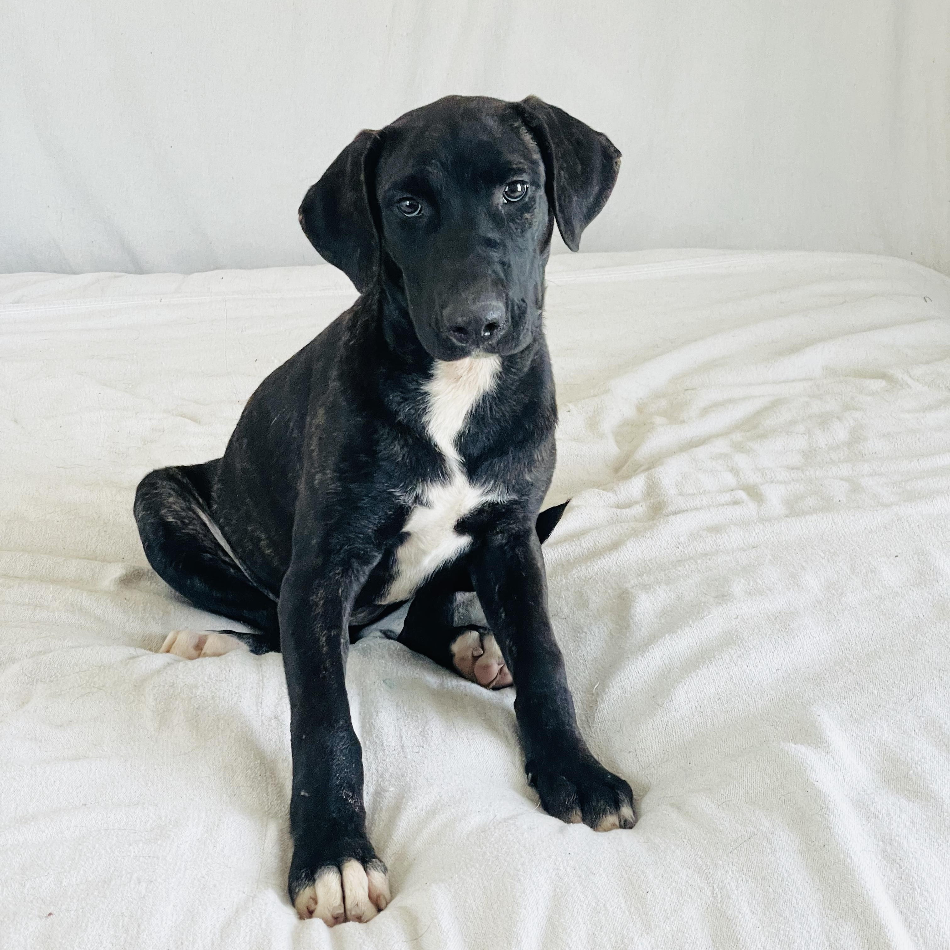 Enlarge Amazing Nyx, a Adoptable mixed breed in West Hartford , CT image 3/4