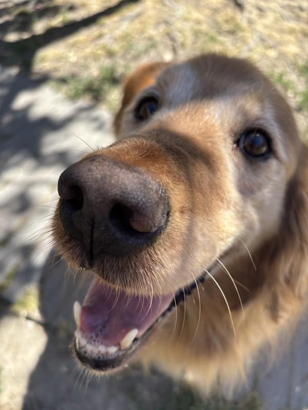 Enlarge Gregory, a Adoptable mixed breed in Santa Rosa, CA image 1/1