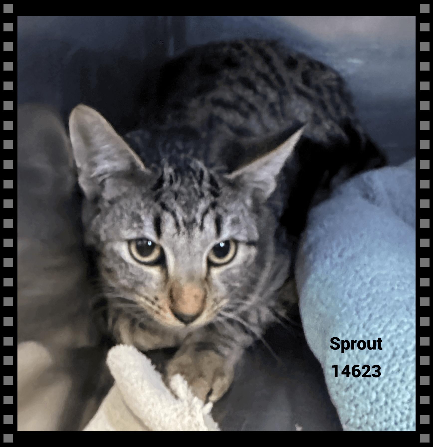 SPROUT, Adoptable, Kitten Male Domestic Short Hair & Tabby.