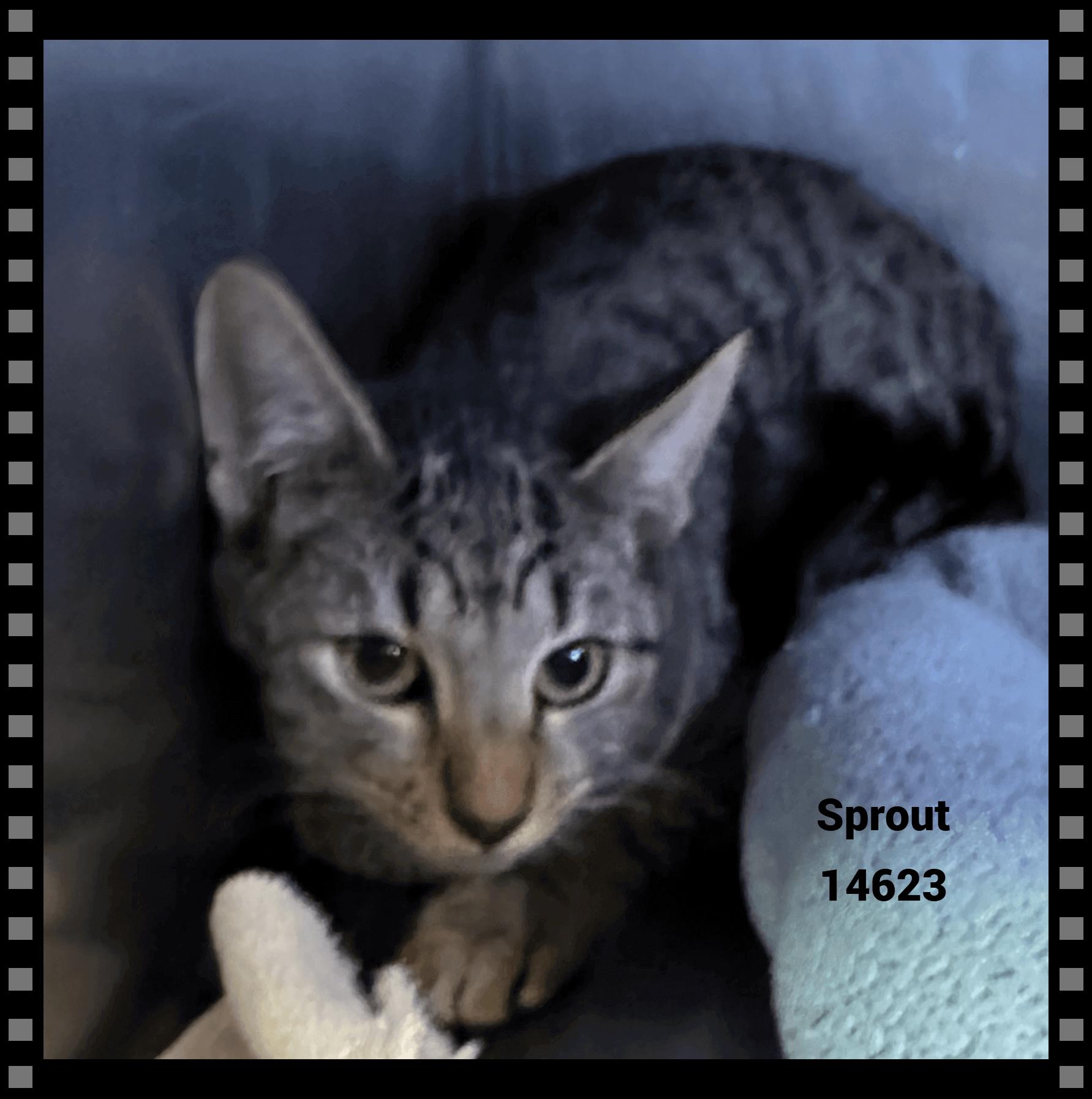 Enlarge SPROUT, a Adoptable mixed breed in Marietta, GA image 3/3