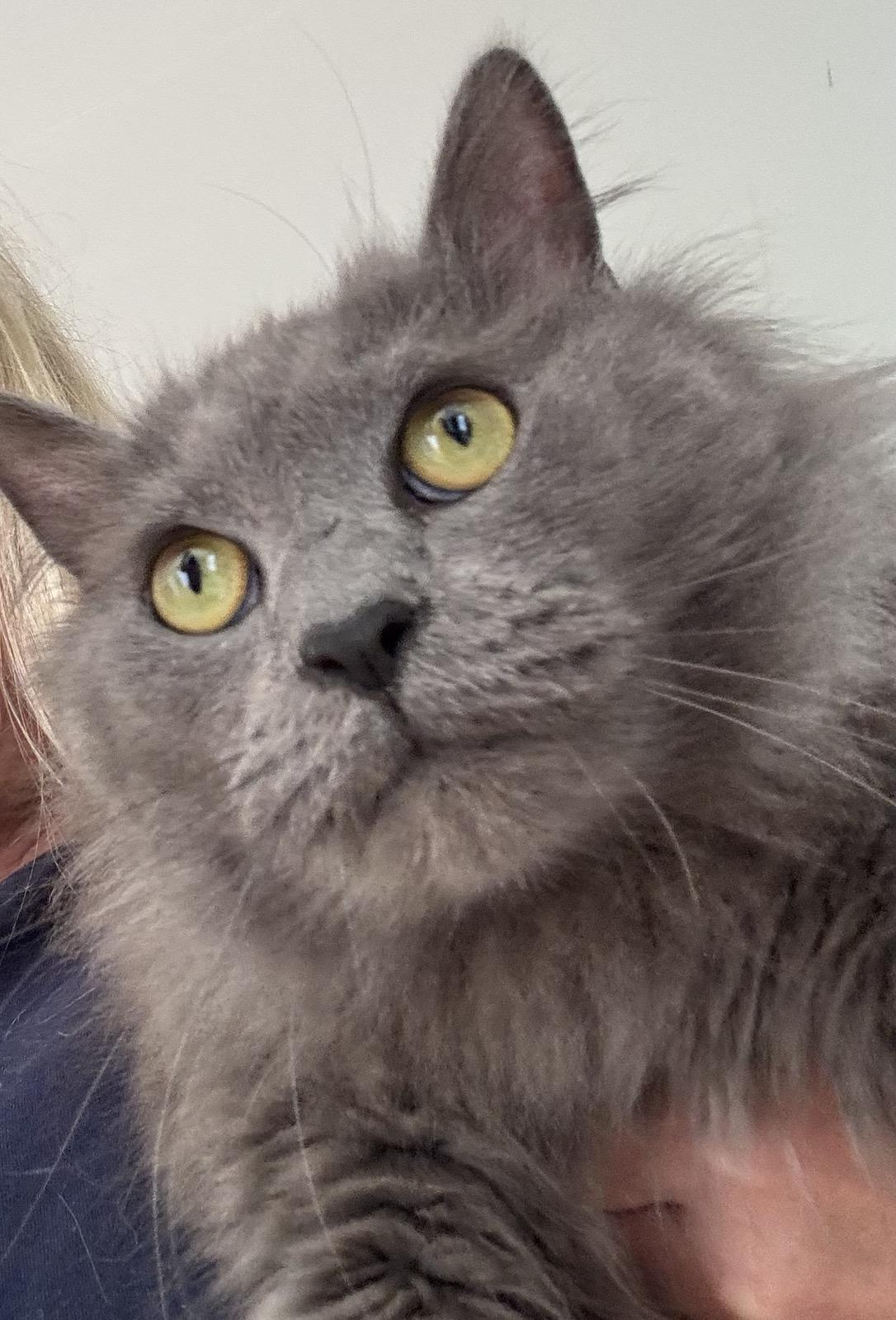 Enlarge Bob, an adopted Domestic Long Hair in Suffolk, VA image 1/1