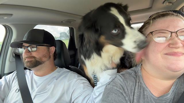 Cooper Blue, Adoptable, Adult Male Australian Shepherd.
