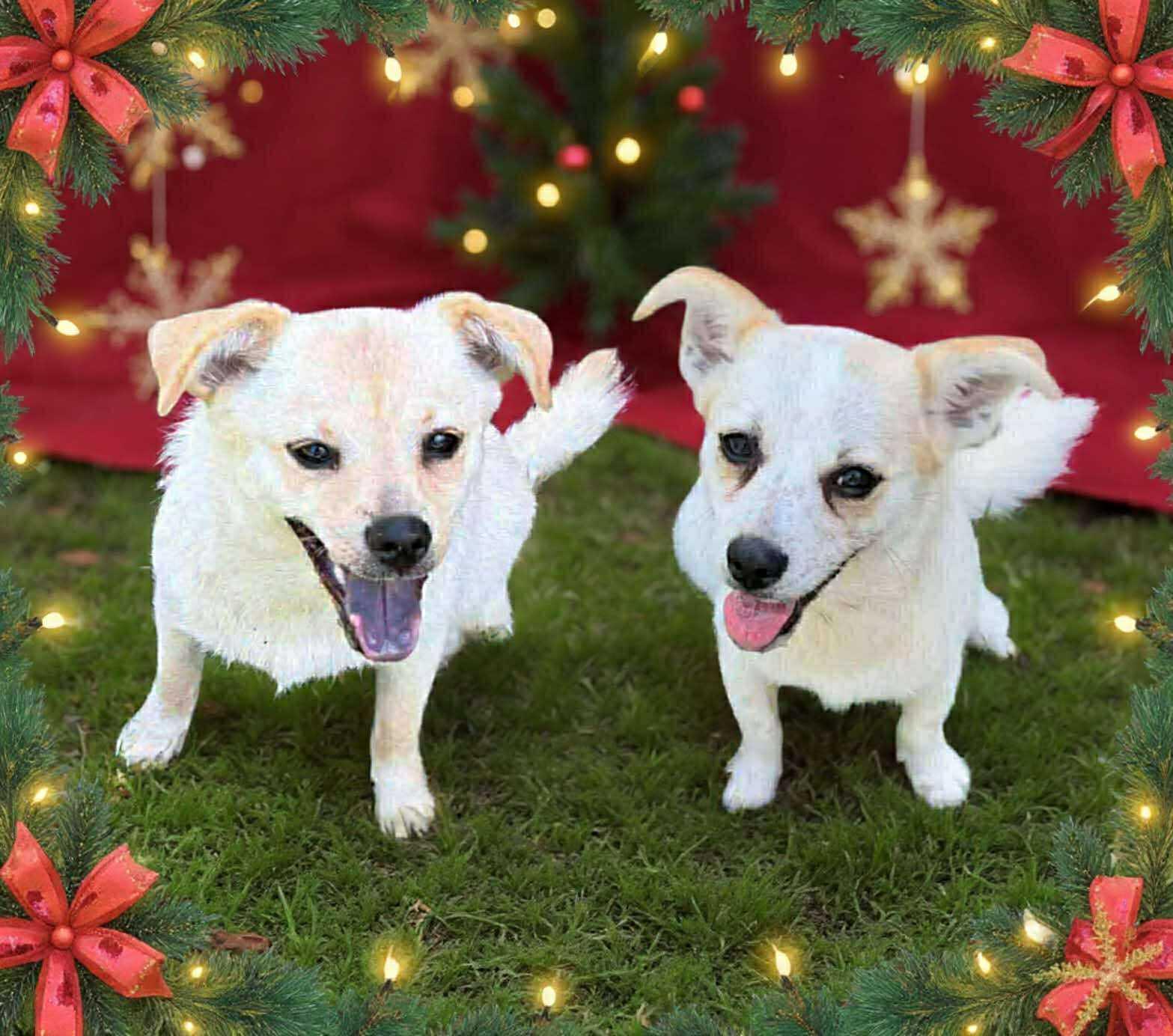 Enlarge Frick and Frack, an adoptable mixed breed in Albany, NY image 1/6