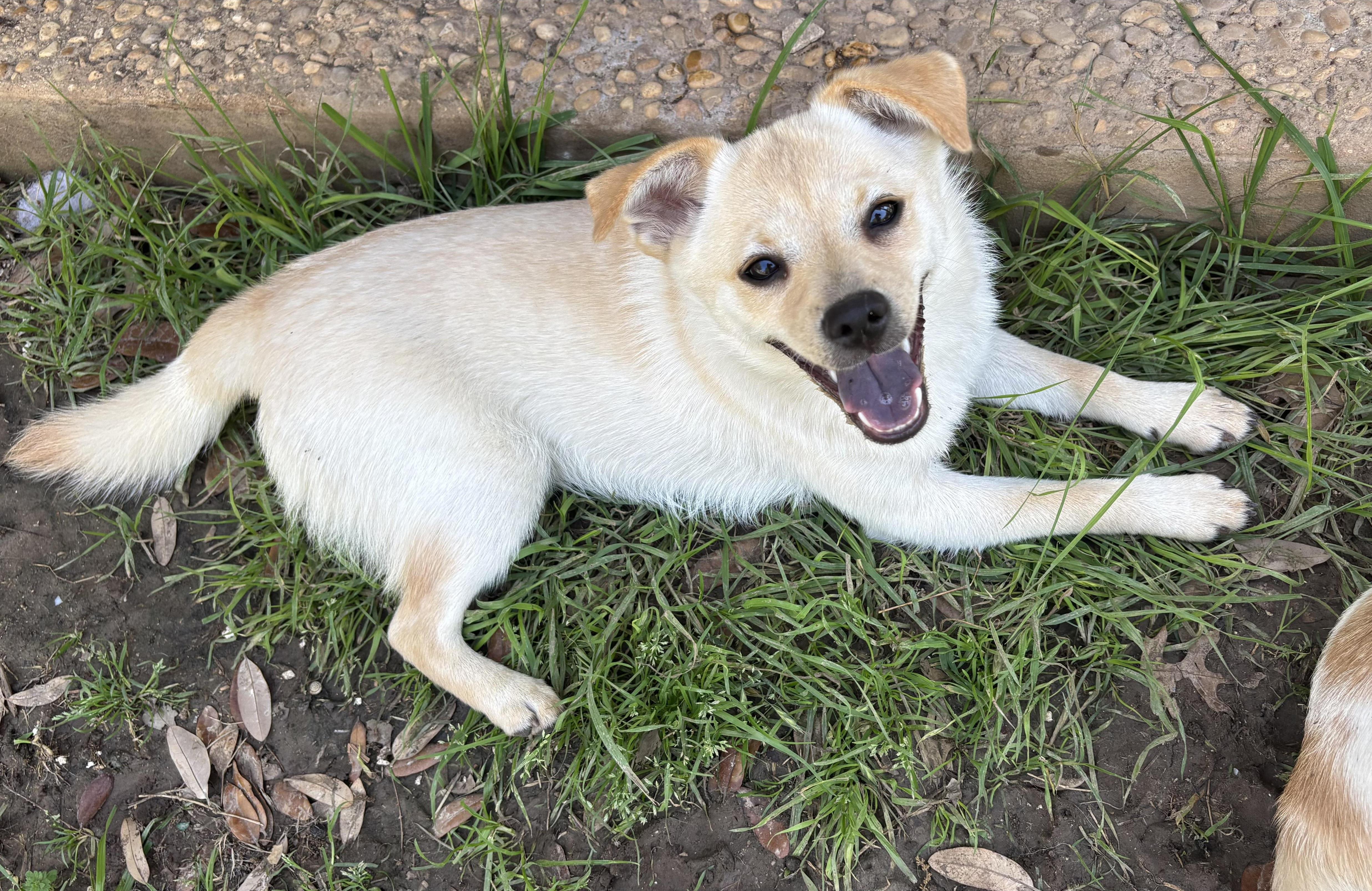 Enlarge Frick and Frack, an adoptable mixed breed in Albany, NY image 2/6