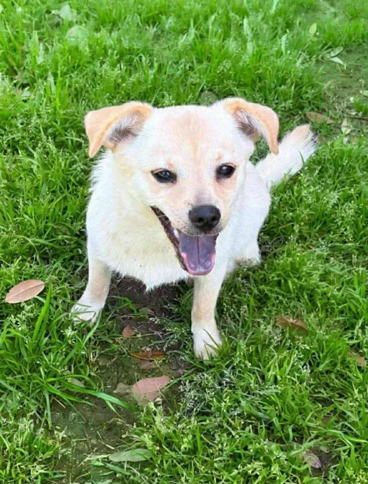Enlarge Frick and Frack, an adoptable mixed breed in Albany, NY image 3/6