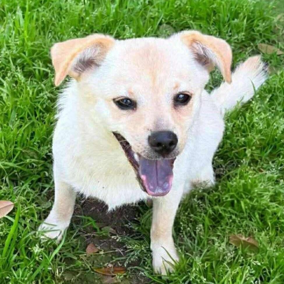 Enlarge Frick and Frack, an adoptable mixed breed in Albany, NY image 3/6