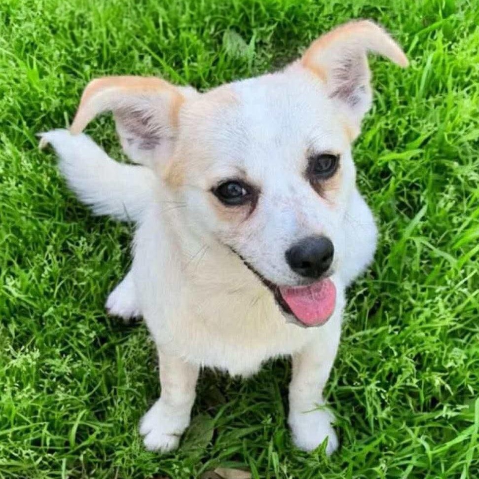 Enlarge Frick and Frack, an adoptable mixed breed in Albany, NY image 4/6