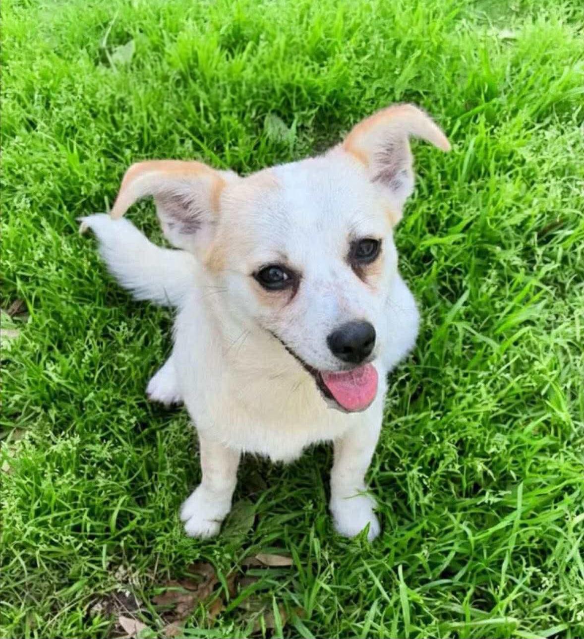 Enlarge Frick and Frack, an adoptable mixed breed in Albany, NY image 4/6