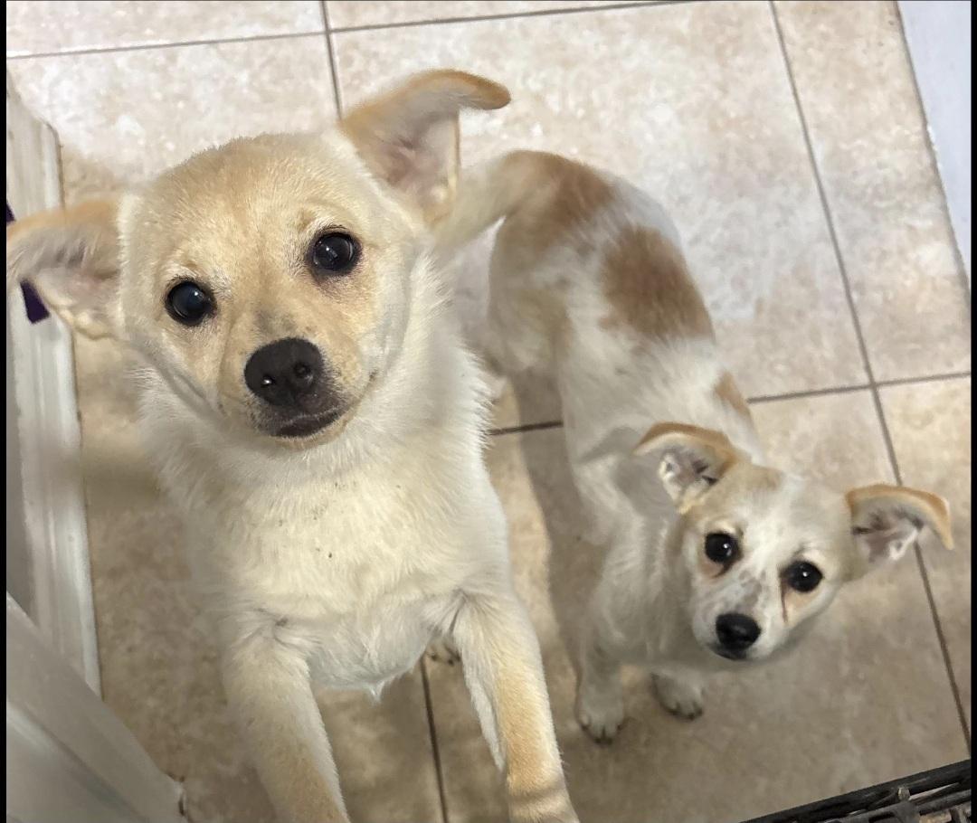 Enlarge Frick and Frack, an adoptable mixed breed in Albany, NY image 5/6