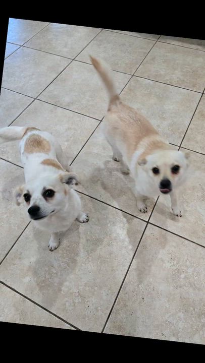 Enlarge Frick and Frack, an adoptable mixed breed in Albany, NY video 6/6