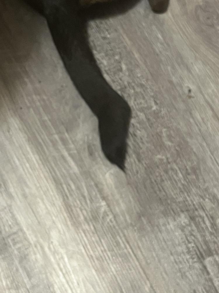 Hank, Adoptable, Puppy Male Shepherd.