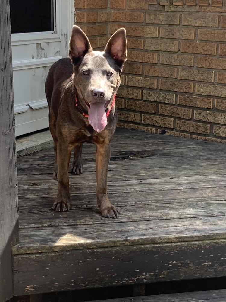 Enlarge Hank, a Adoptable mixed breed in Plymouth, MI image 2/5