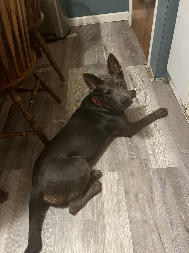 Enlarge Hank, a Adoptable mixed breed in Plymouth, MI image 3/5