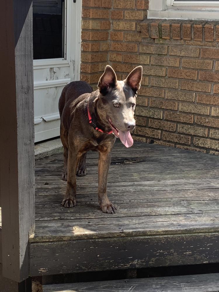 Enlarge Hank, a Adoptable mixed breed in Plymouth, MI image 4/5