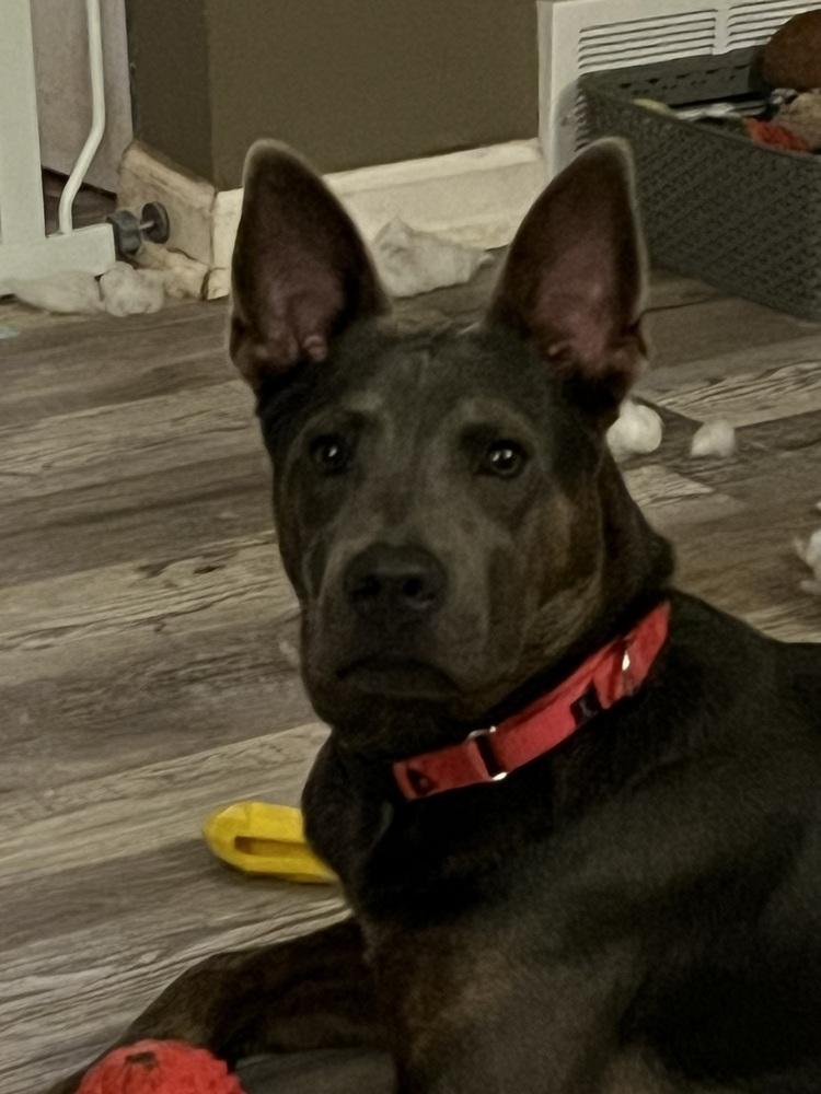 Enlarge Hank, a Adoptable mixed breed in Plymouth, MI image 5/5